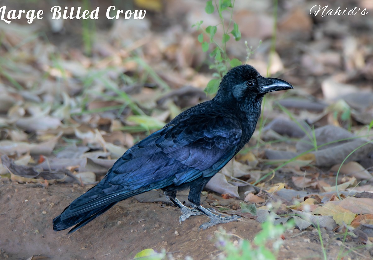 Large-billed Crow - ML610998011