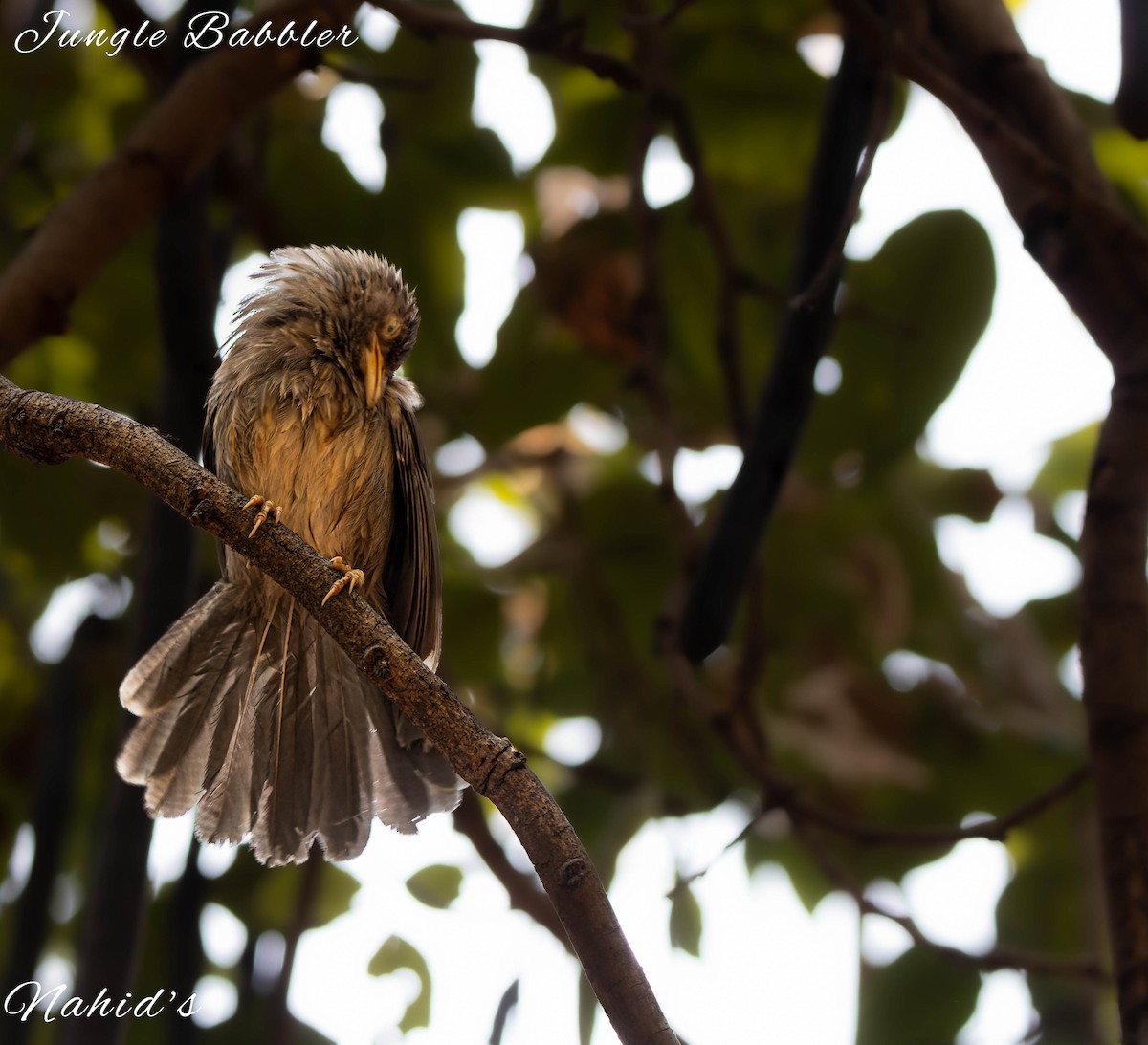 Jungle Babbler - ML610998033