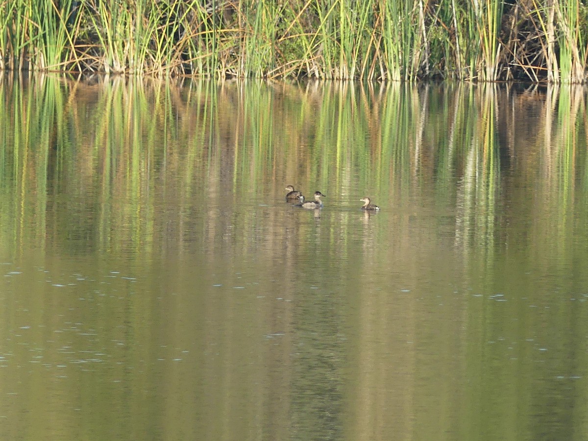 Ruddy Duck - ML610998036