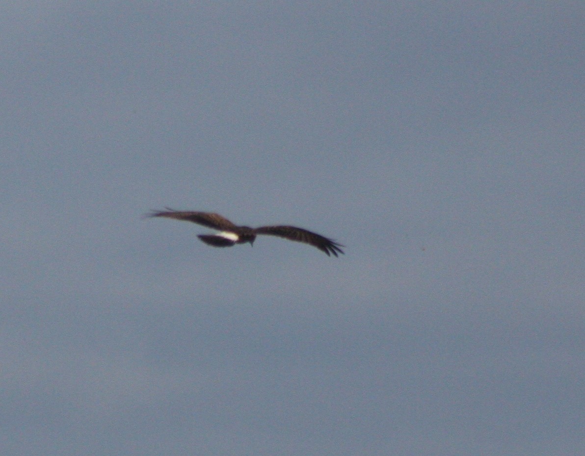 Snail Kite - Avery Chan