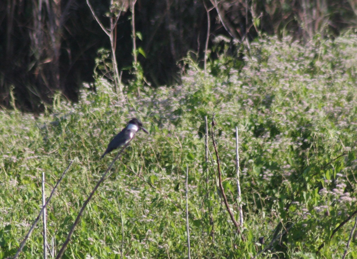 Belted Kingfisher - Avery Chan