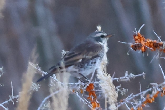 Dusky Thrush - ML610998239