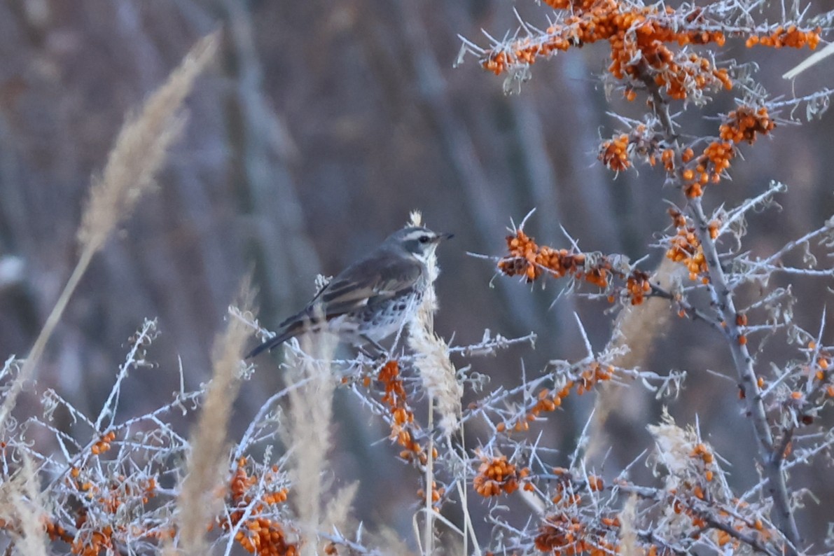 Dusky Thrush - Padma Gyalpo