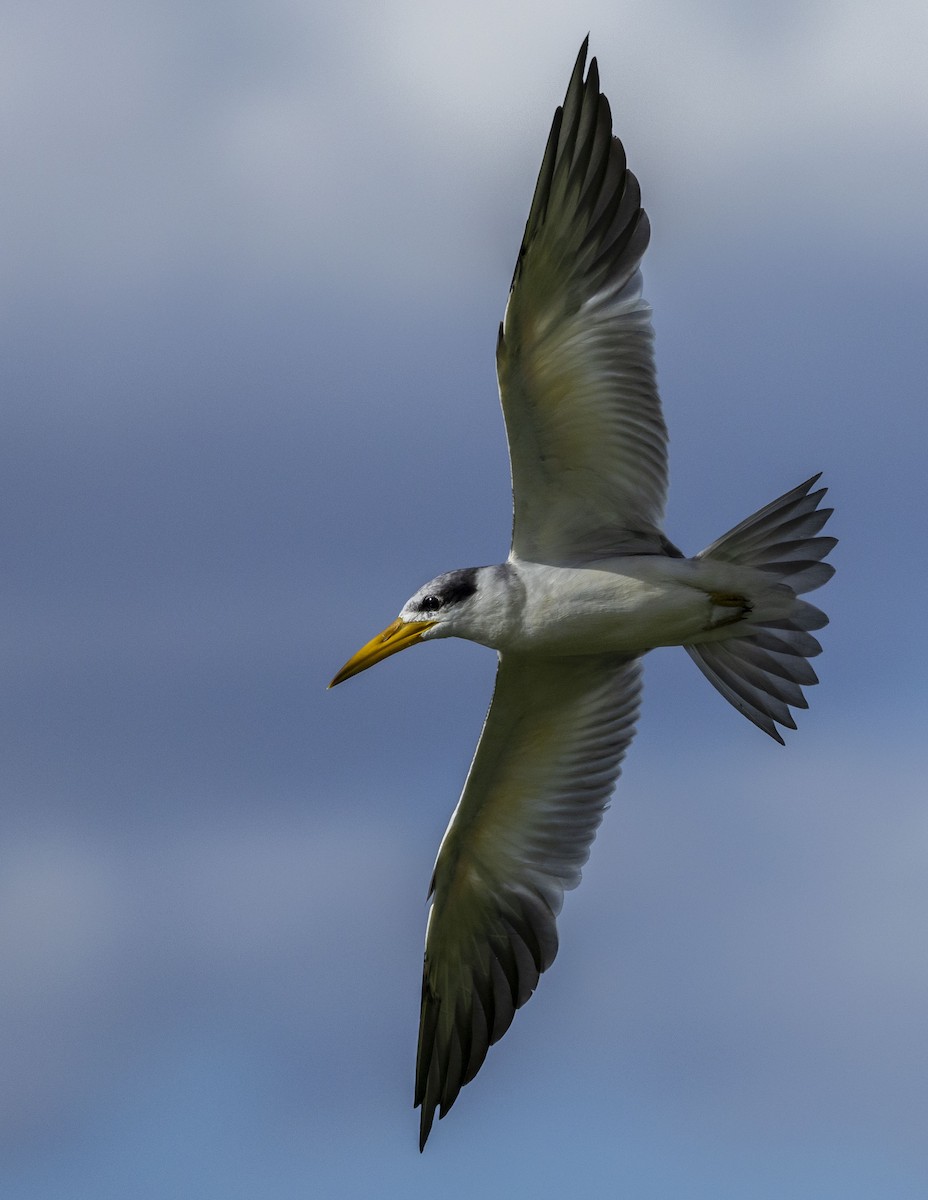 Large-billed Tern - ML610998310