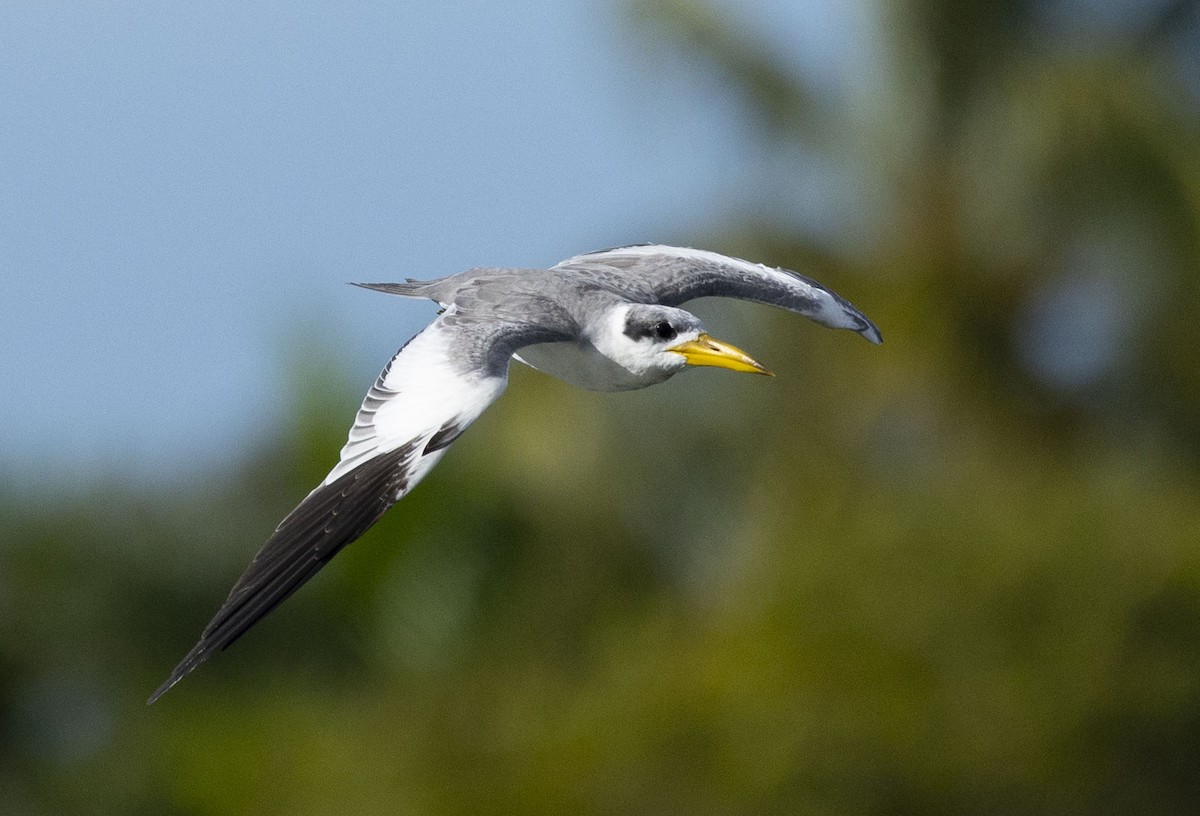 Large-billed Tern - ML610998316