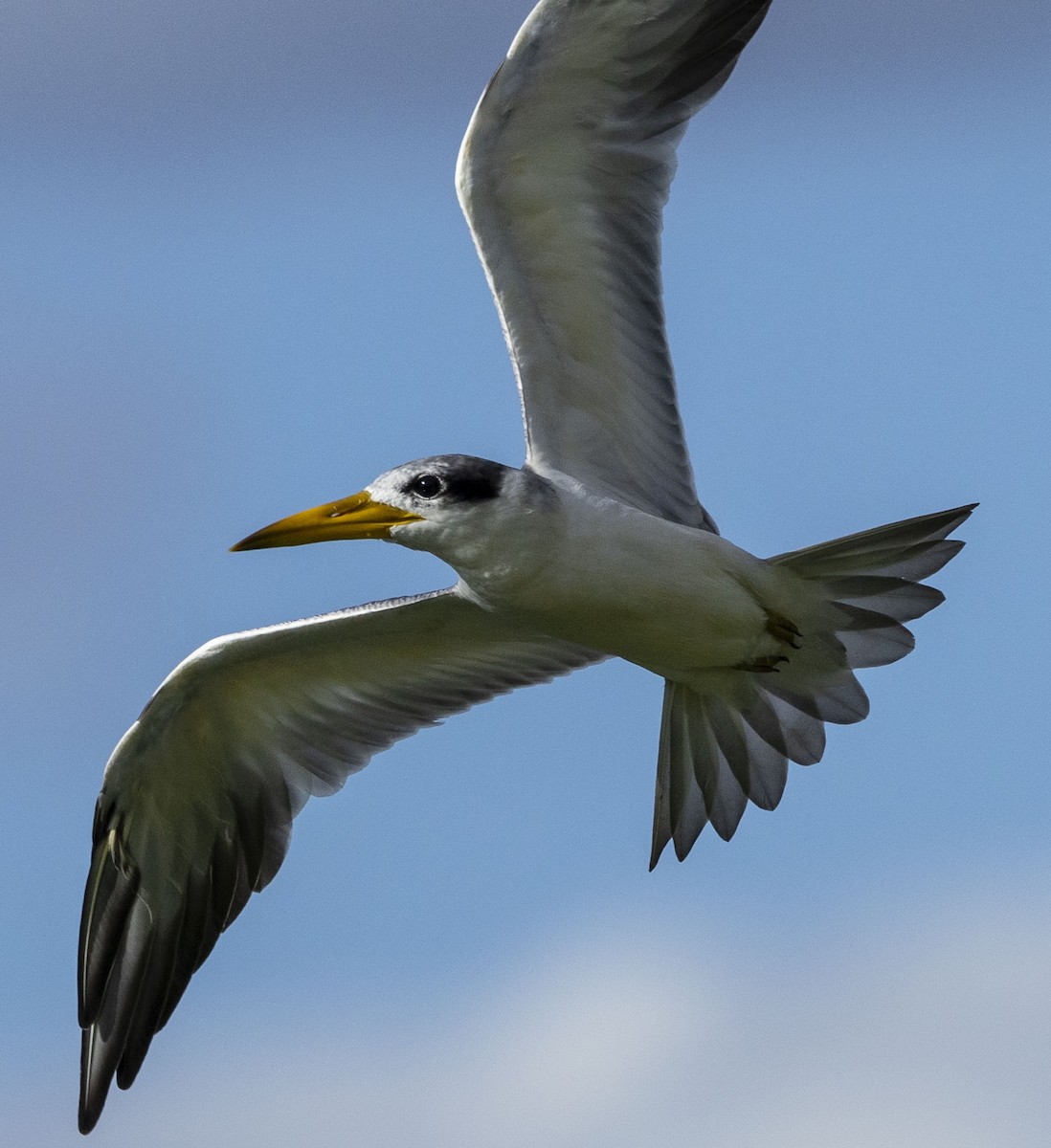 Large-billed Tern - ML610998319