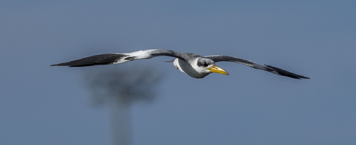 Large-billed Tern - ML610998330