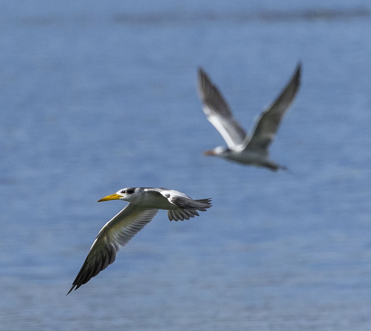Large-billed Tern - ML610998357