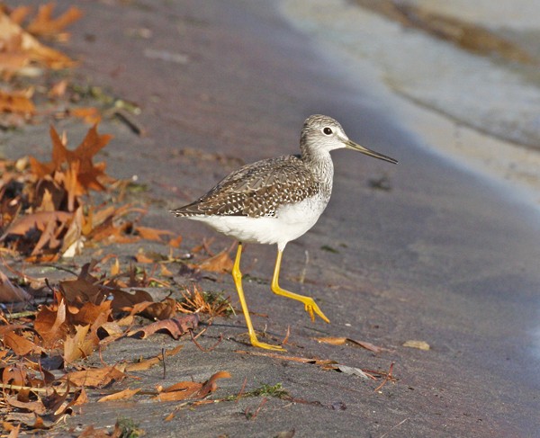 Greater Yellowlegs - ML610998439