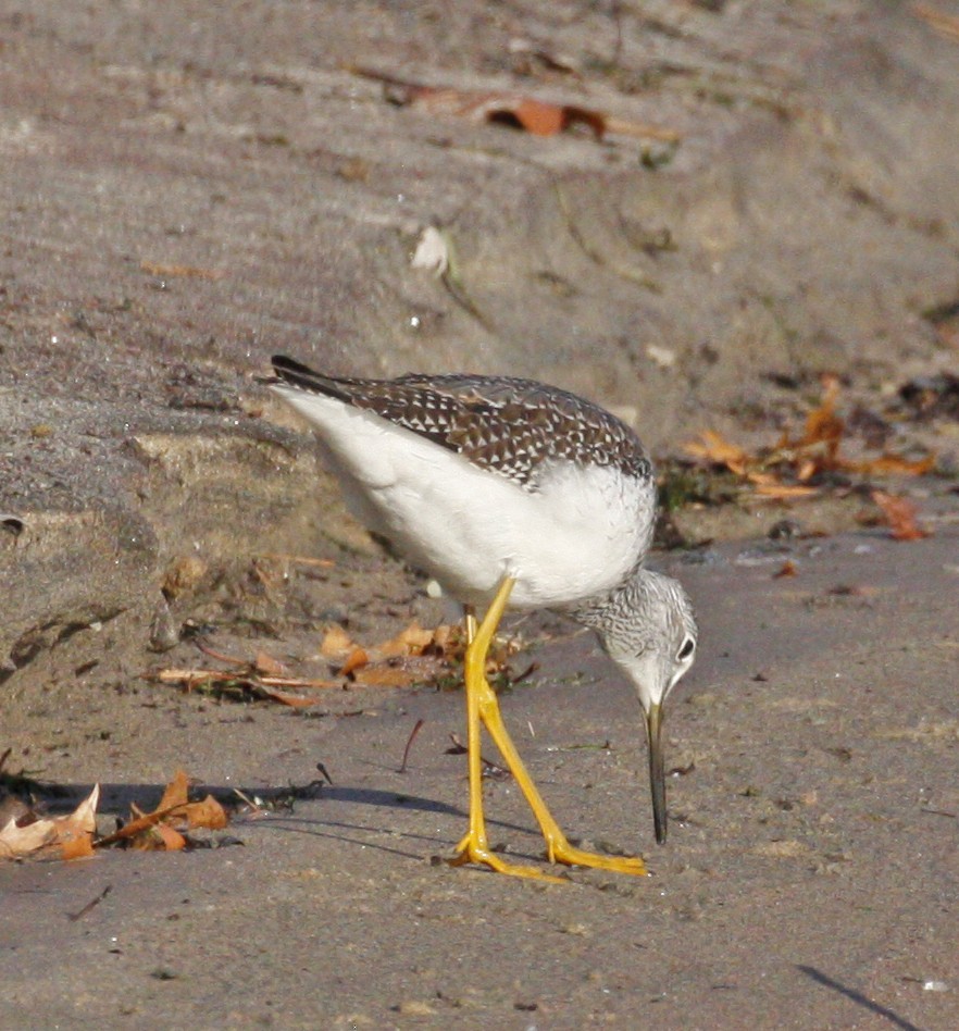 Greater Yellowlegs - ML610998440