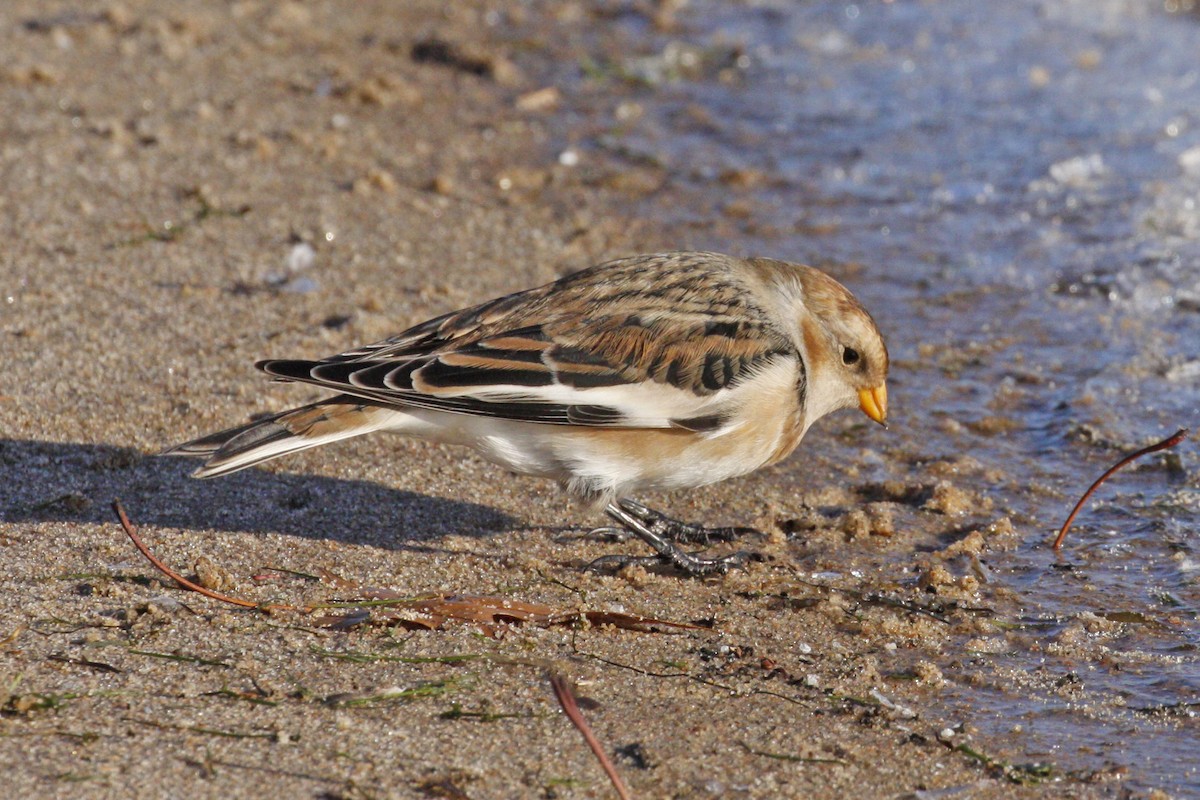 Snow Bunting - ML610998445