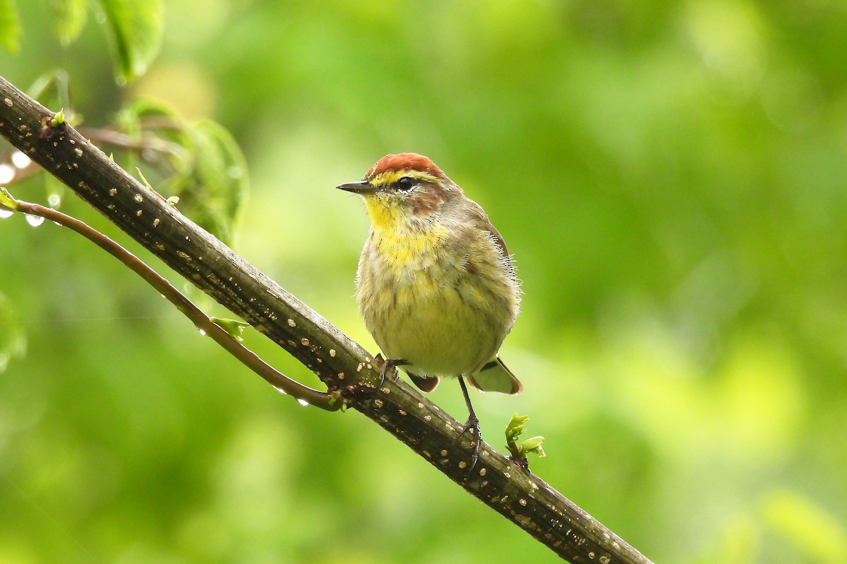 Palm Warbler - ML610998497