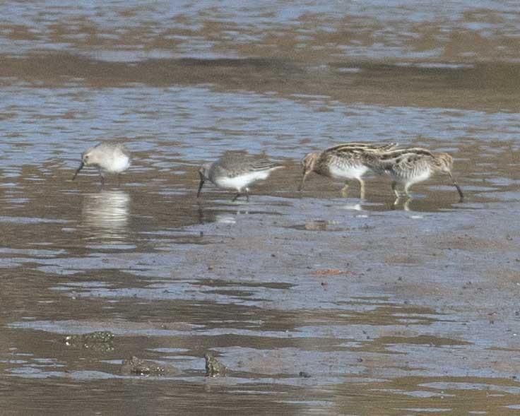 Dunlin - ML610998511