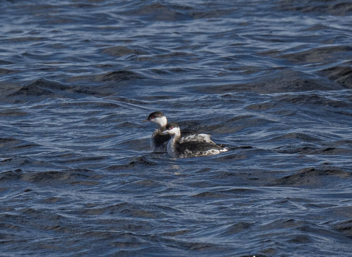 Horned Grebe - Ronnie d'Entremont