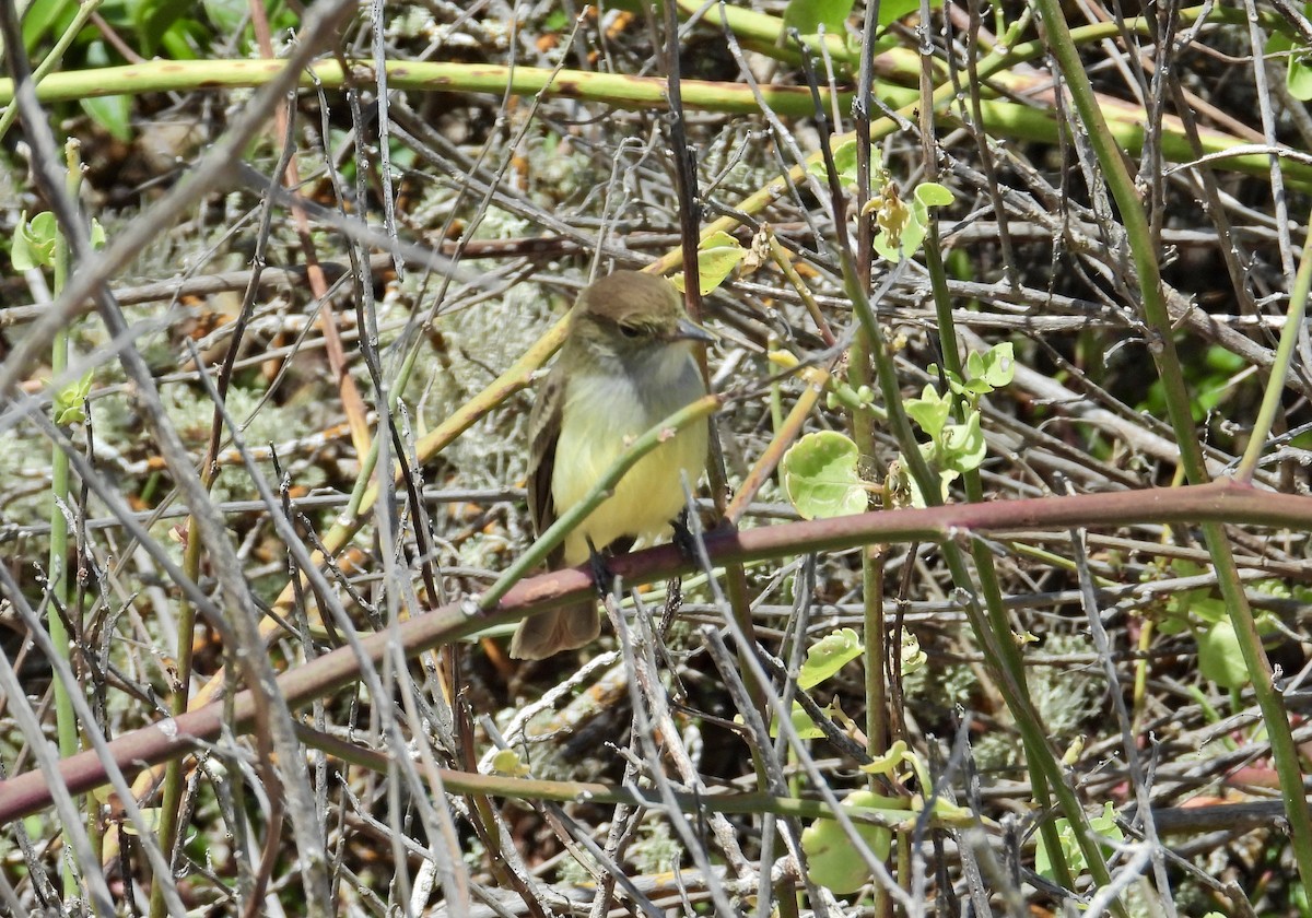 Galapagos Flycatcher - Alejandra Pons