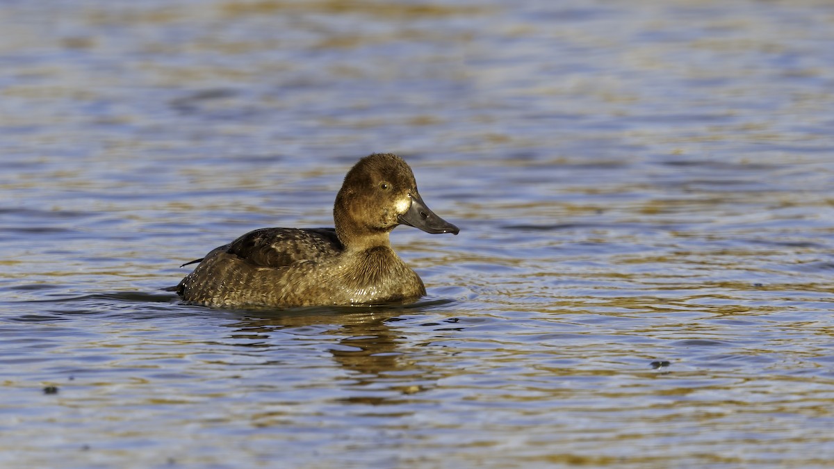 Lesser Scaup - ML610998654