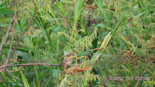 Yellow-chinned Spinetail - ML610998716