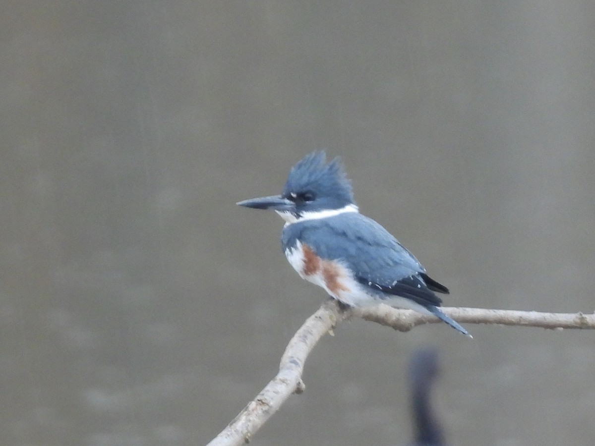 Belted Kingfisher - ML610998728