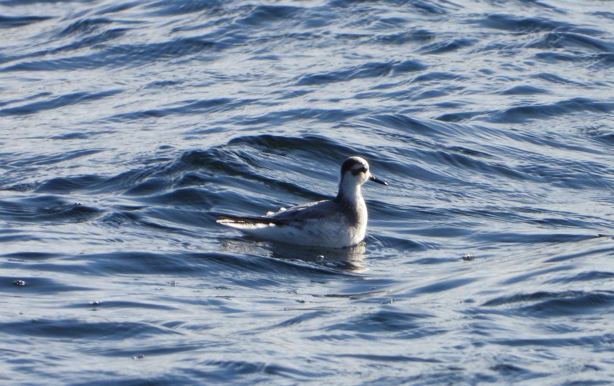 Red Phalarope - ML610998734