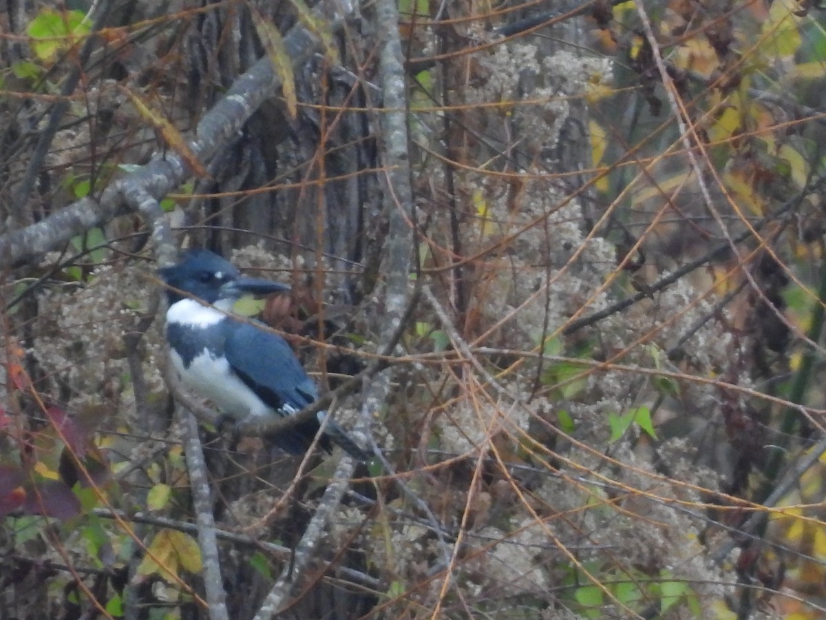 Belted Kingfisher - ML610998739