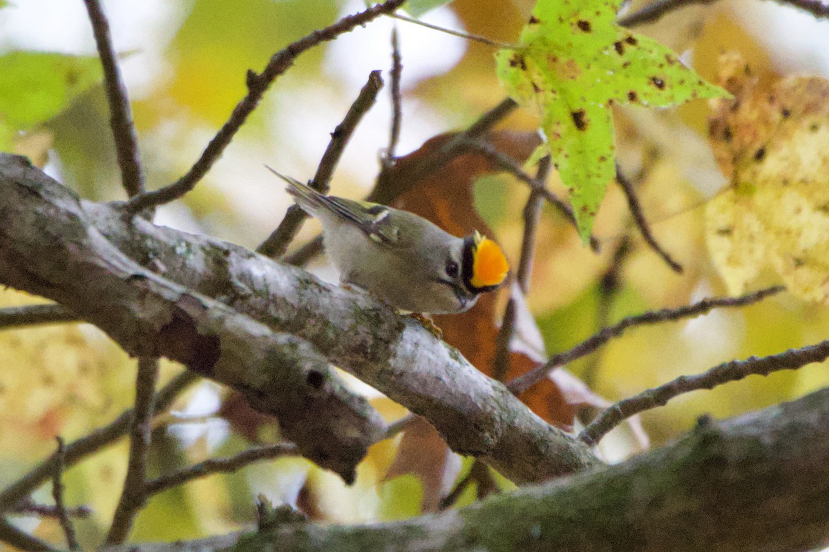 Golden-crowned Kinglet - ML610998759