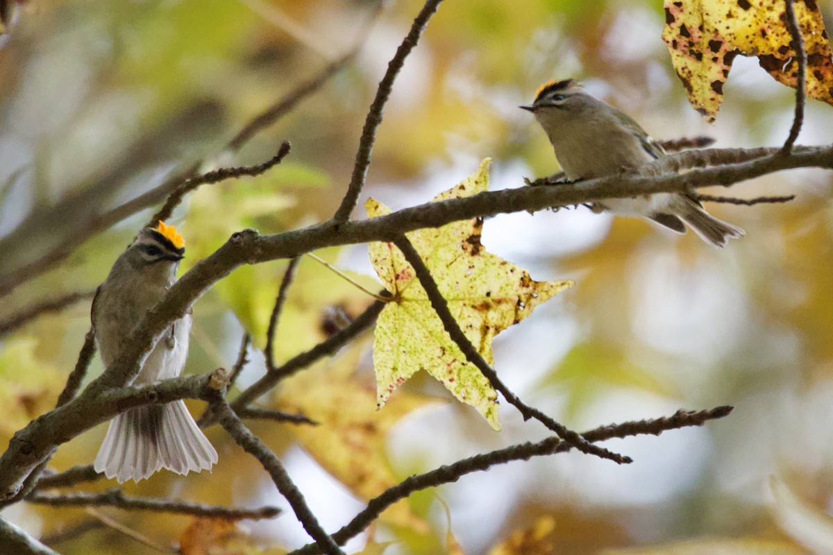 Golden-crowned Kinglet - ML610998761