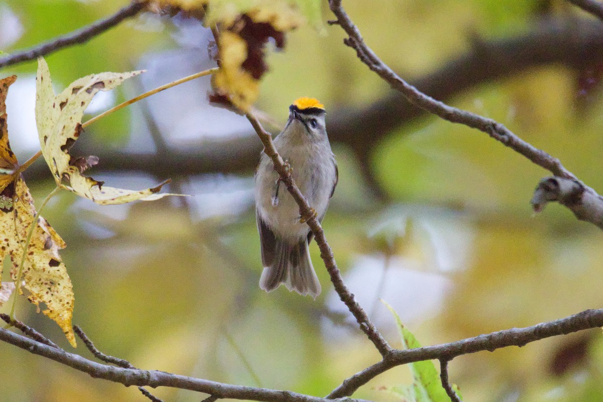 Golden-crowned Kinglet - ML610998762