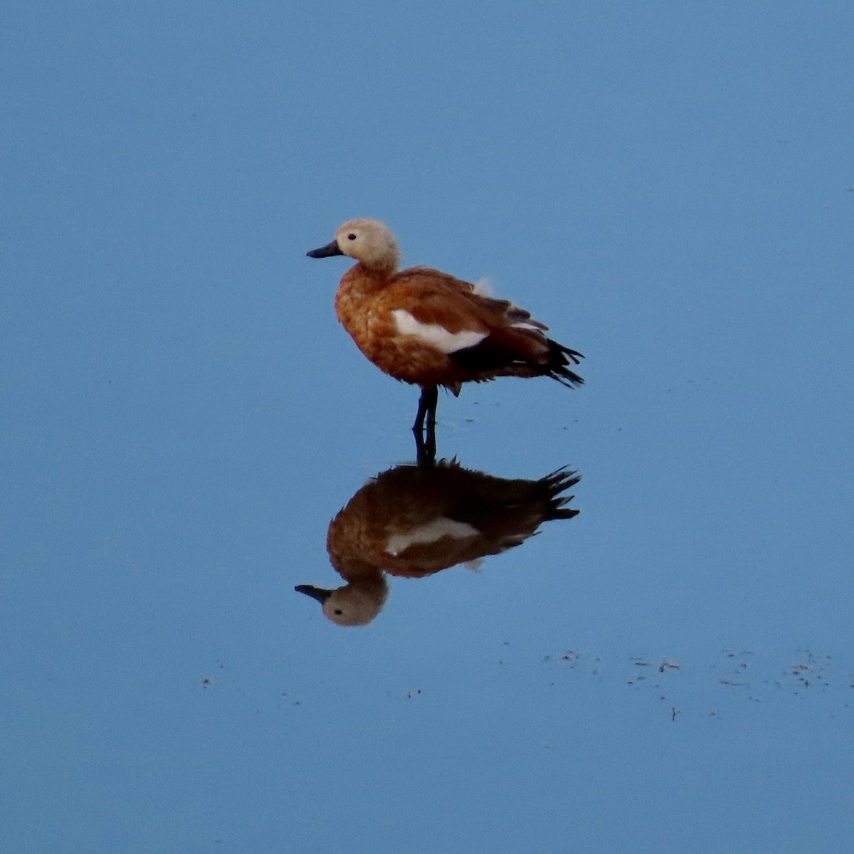 Ruddy Shelduck - ML610998809