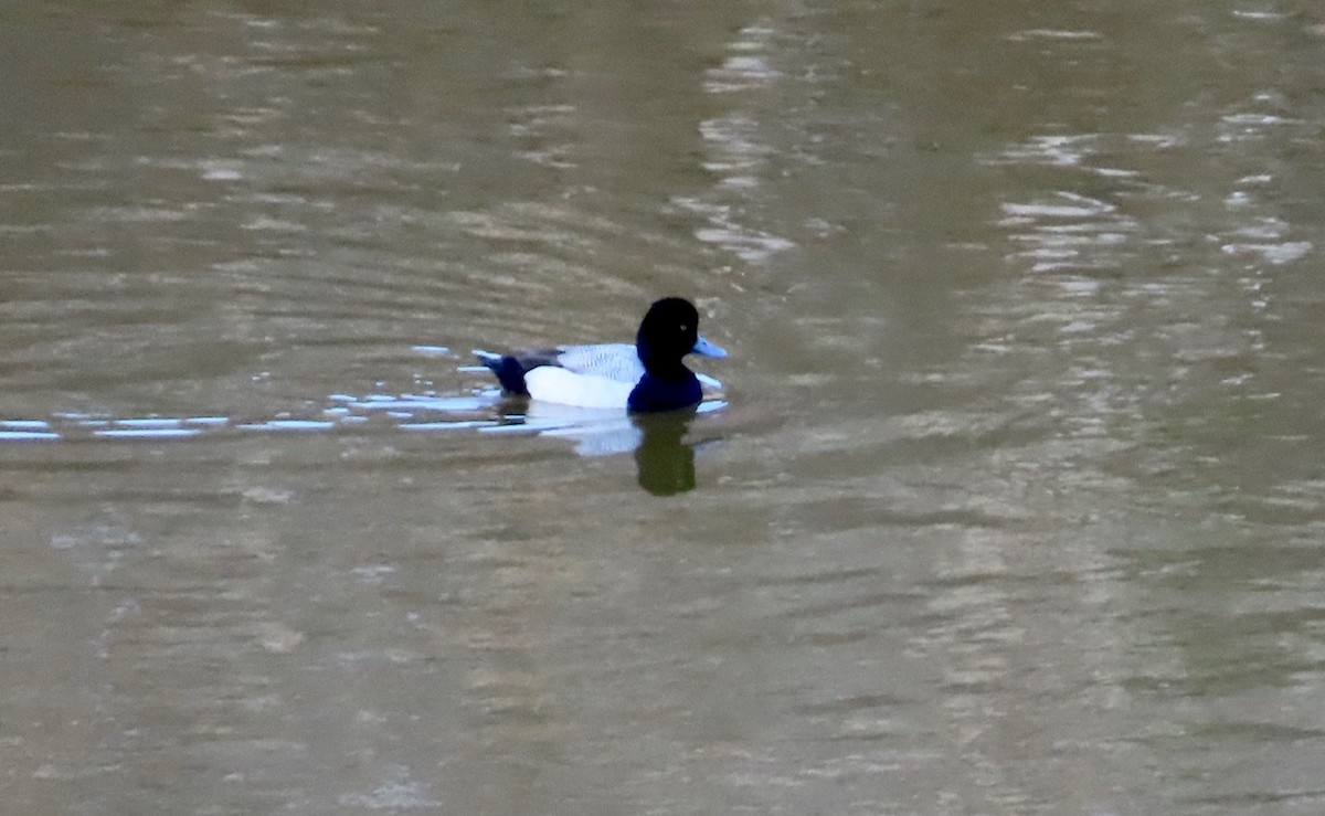 Lesser Scaup - Guy Poisson