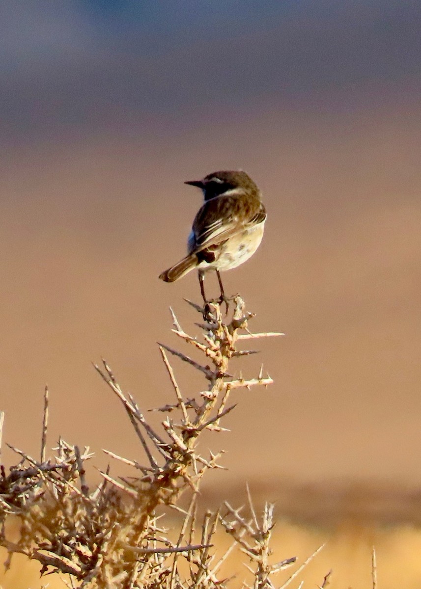 Fuerteventura Stonechat - ML610998841