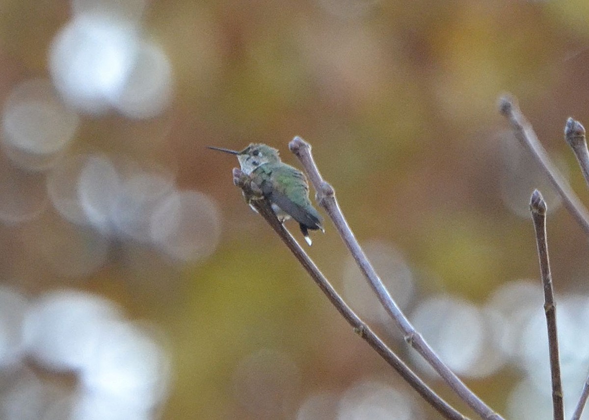 Broad-tailed Hummingbird - Scott Latimer