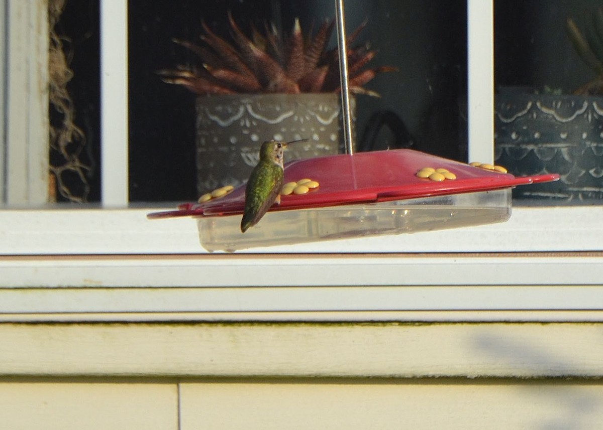 Broad-tailed Hummingbird - Scott Latimer