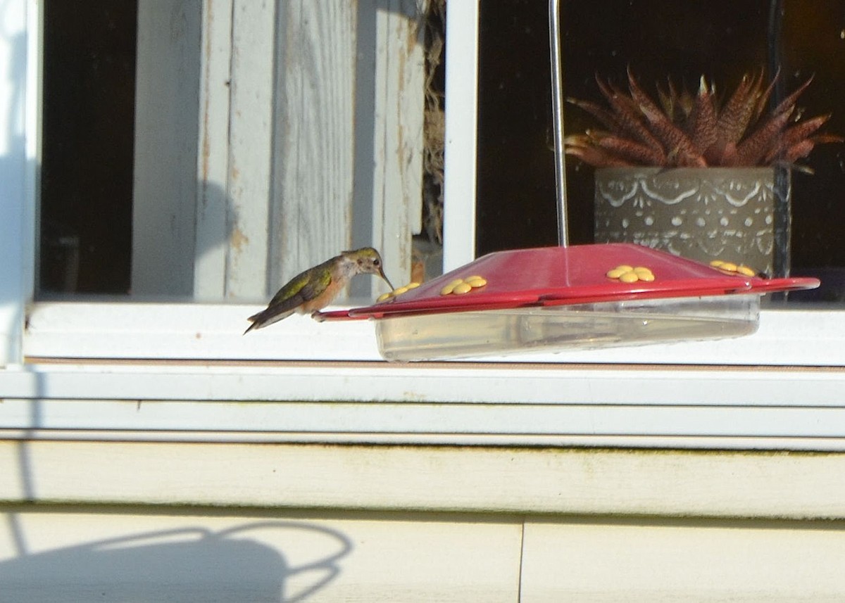 Broad-tailed Hummingbird - Scott Latimer