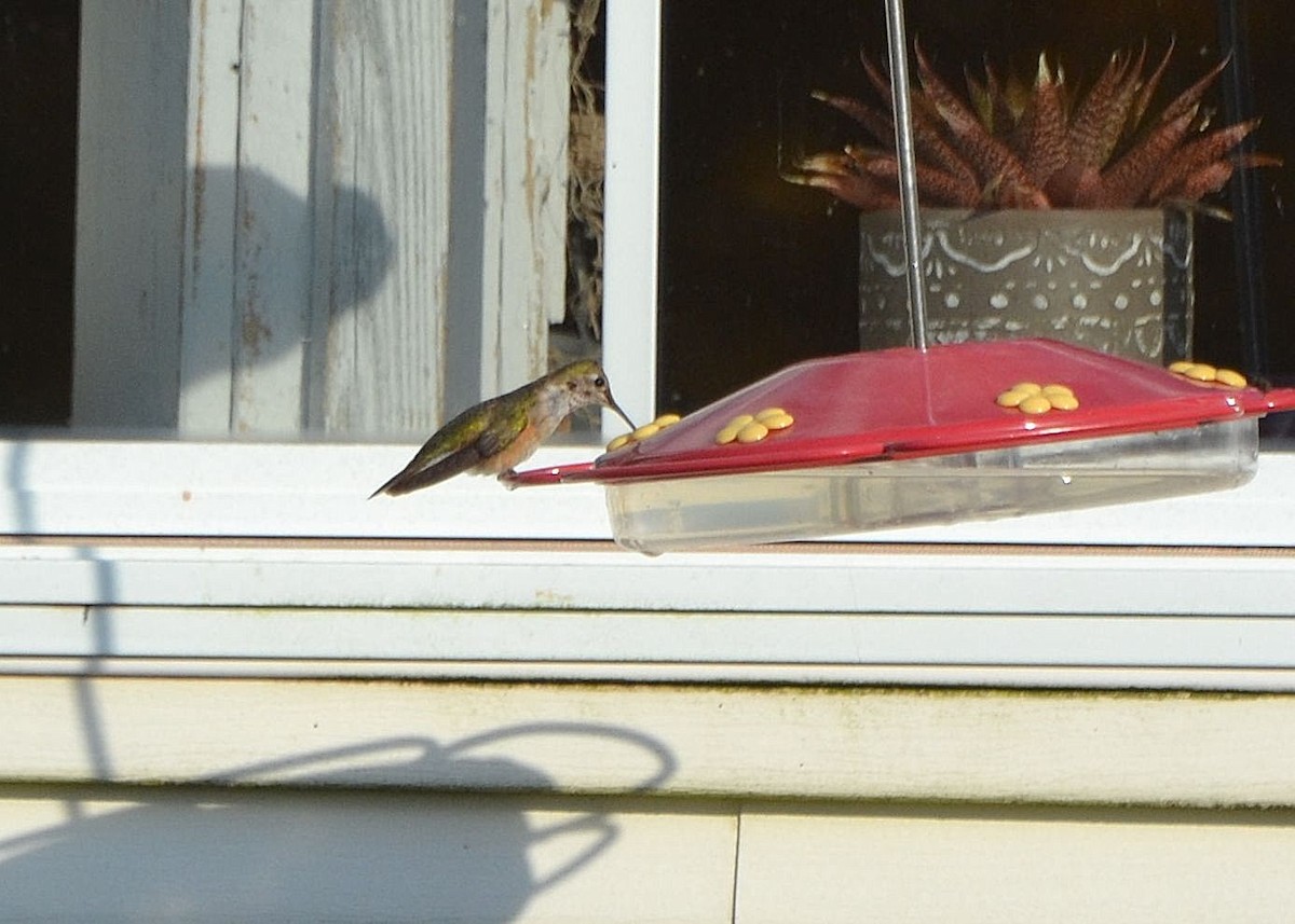 Broad-tailed Hummingbird - Scott Latimer