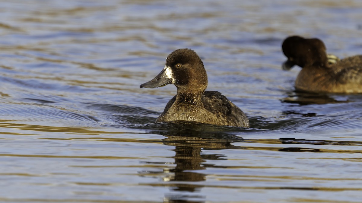 Lesser Scaup - ML610998905