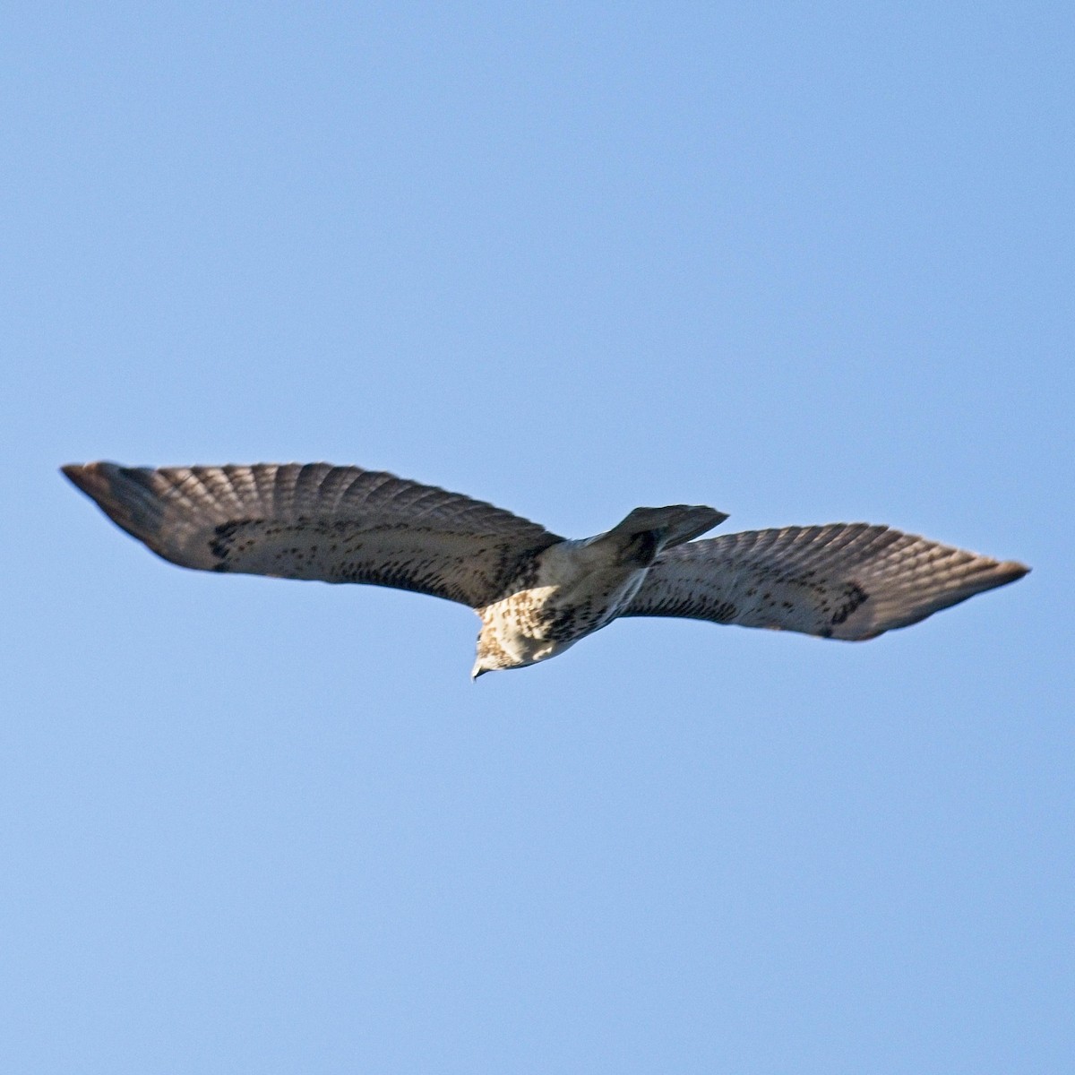 Rotschwanzbussard - ML610998981