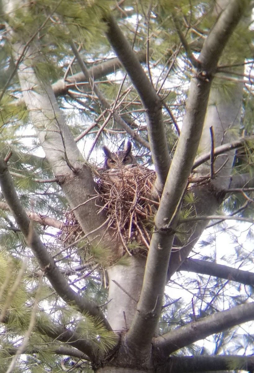 Great Horned Owl - ML610999031