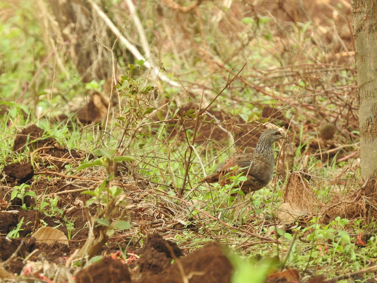 Hildebrandt's Spurfowl - Ashwin Viswanathan