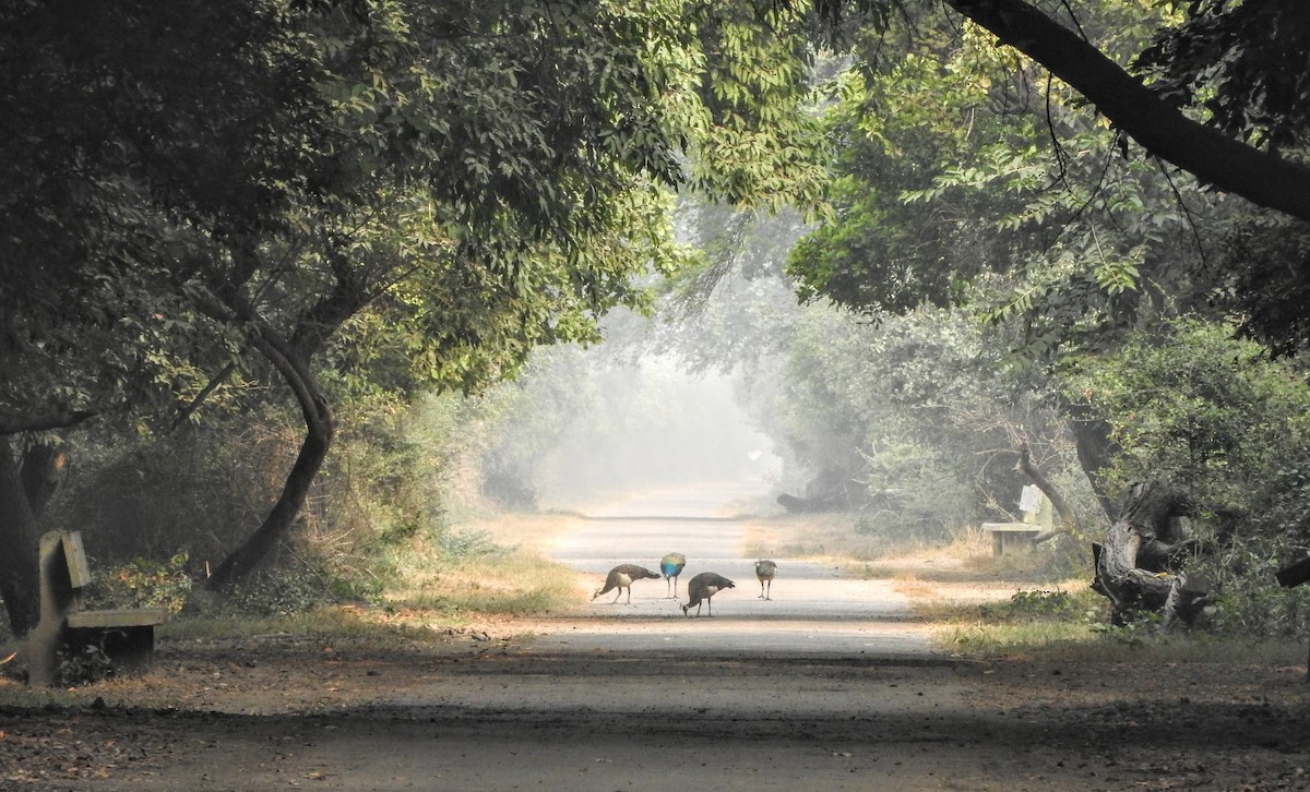 Indian Peafowl - ML610999088