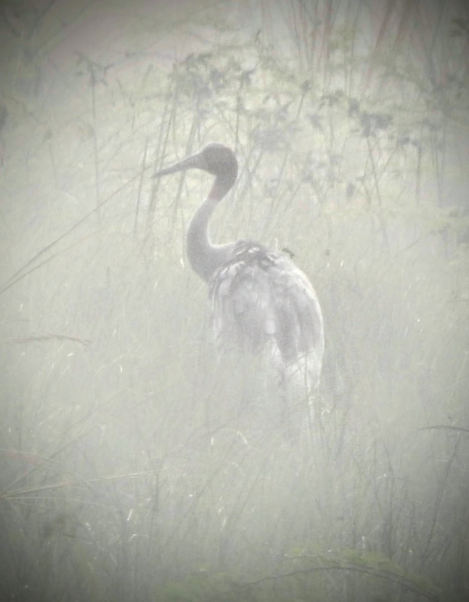 Sarus Crane - ML610999101