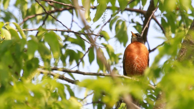 American Robin - ML610999103