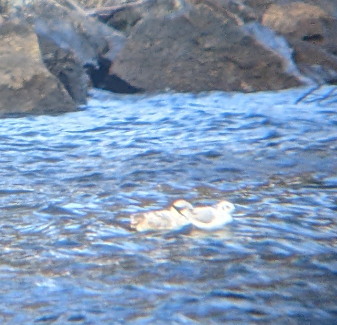 Bonaparte's Gull - ML610999175