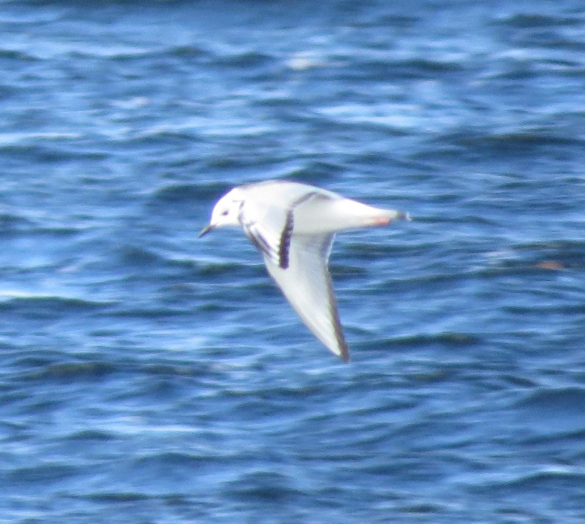 Bonaparte's Gull - ML610999176