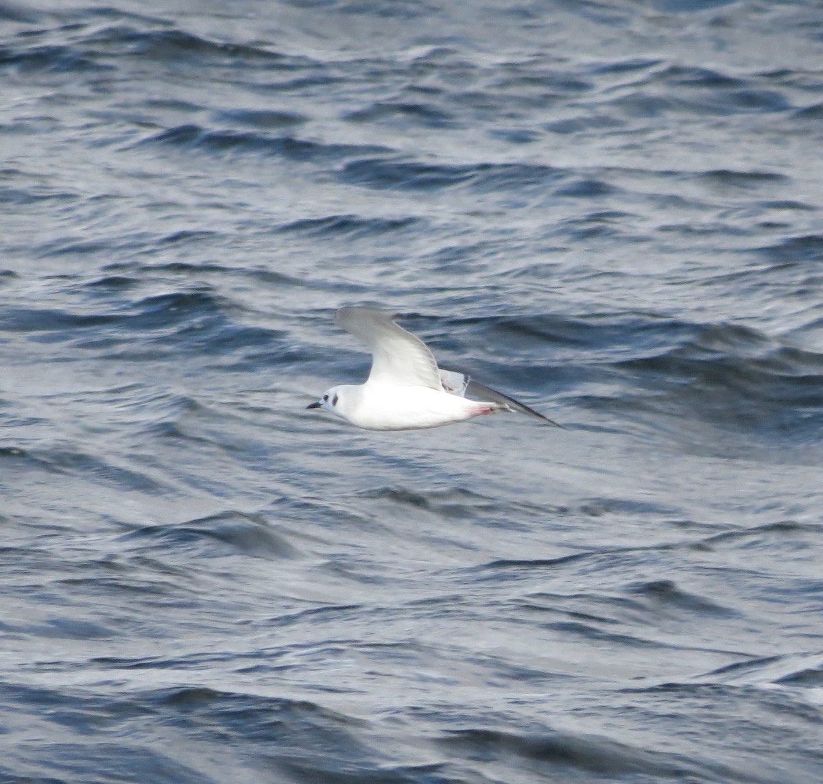 Bonaparte's Gull - ML610999177