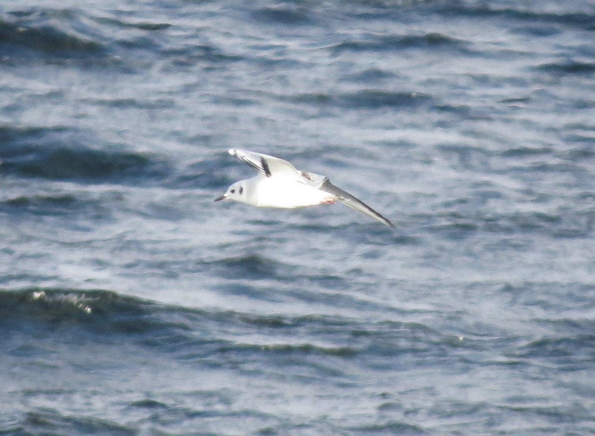 Bonaparte's Gull - Iain MacLeod