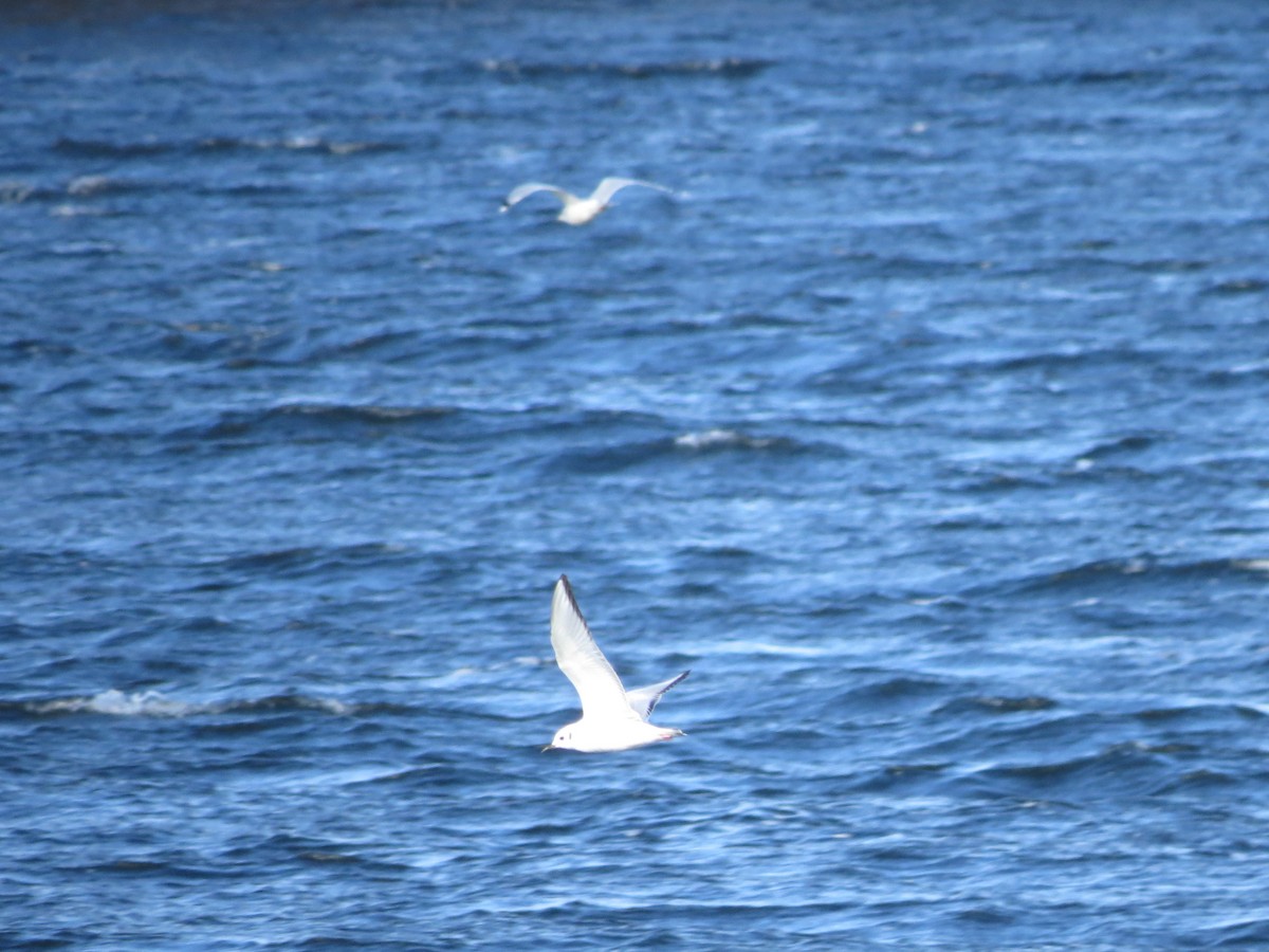 Bonaparte's Gull - Iain MacLeod