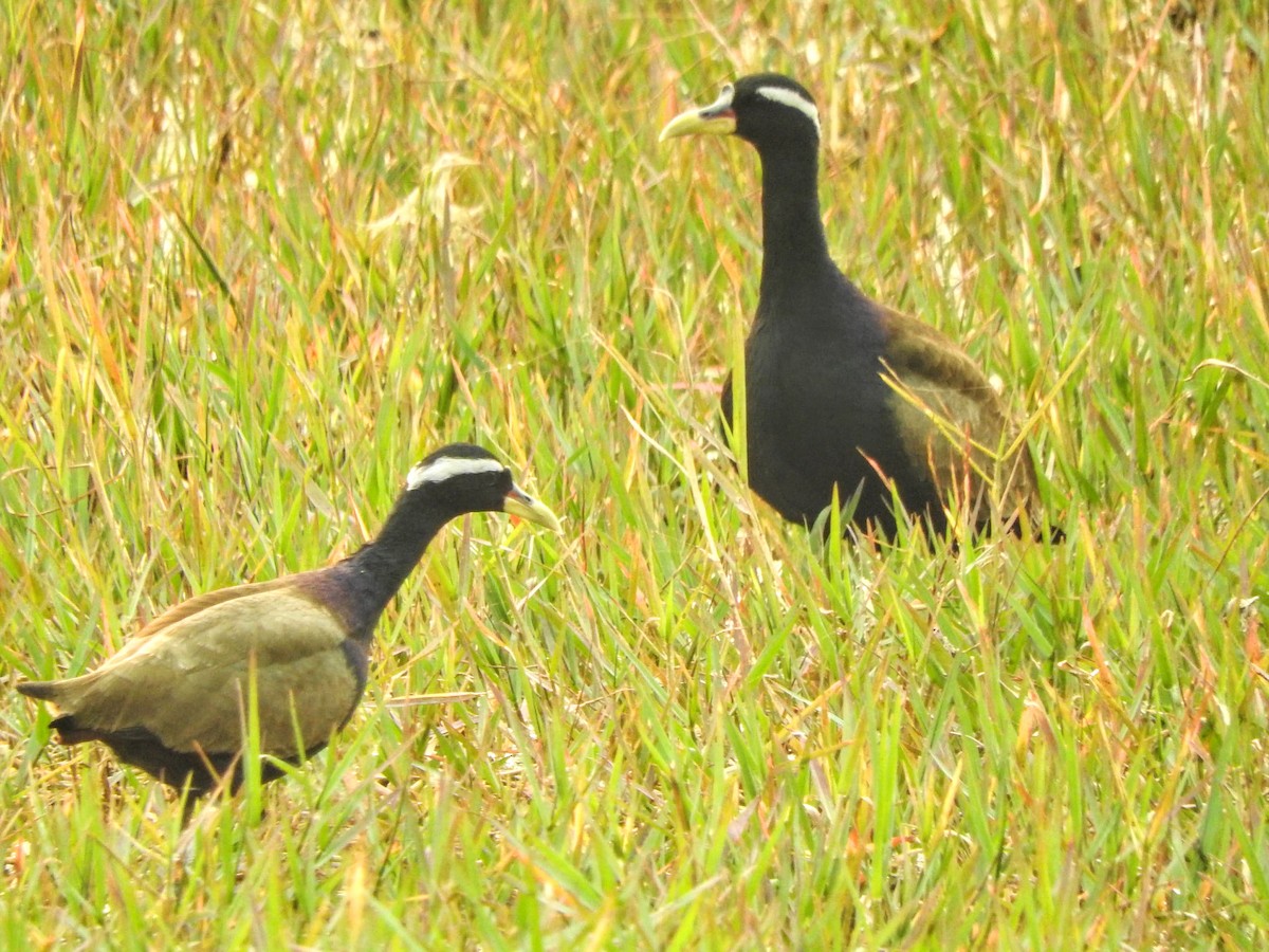 Bronze-winged Jacana - ML610999199