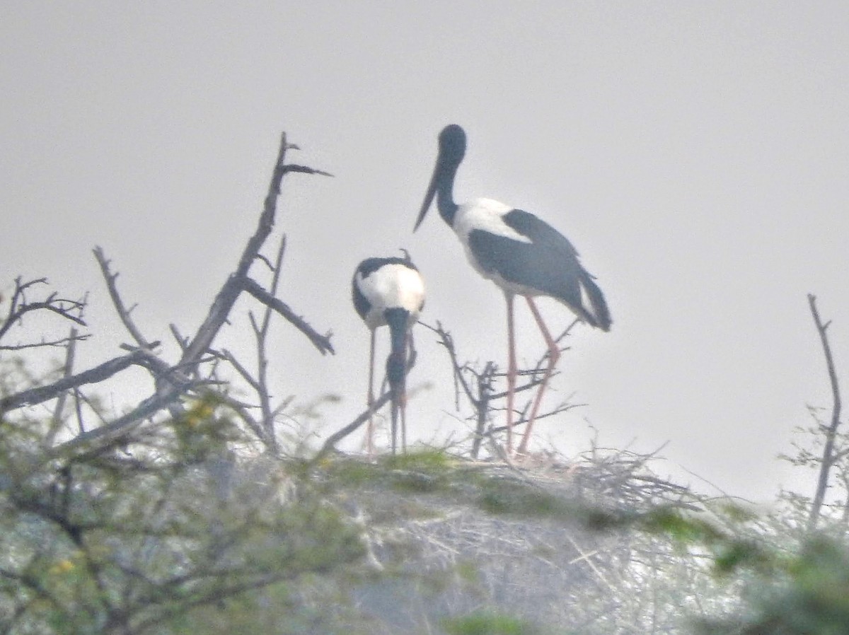 Black-necked Stork - padma ramaswamy