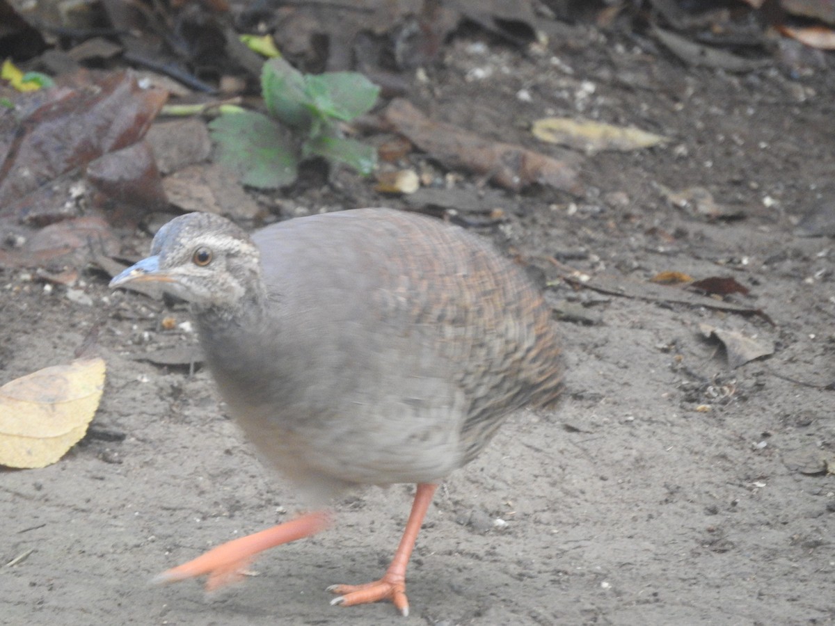 Pale-browed Tinamou - Agustin Carrasco