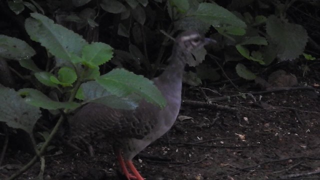 Pale-browed Tinamou - ML610999235